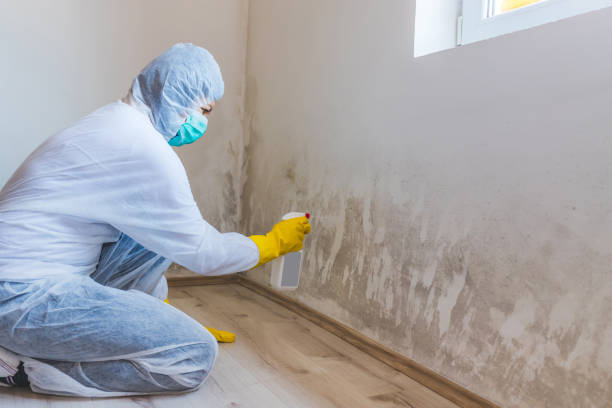 Professional mold removal team in Upperville